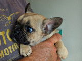 3 chiots Bouledogues Français LOF à vendre