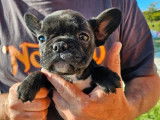 3 chiots Bouledogues Français LOF à vendre