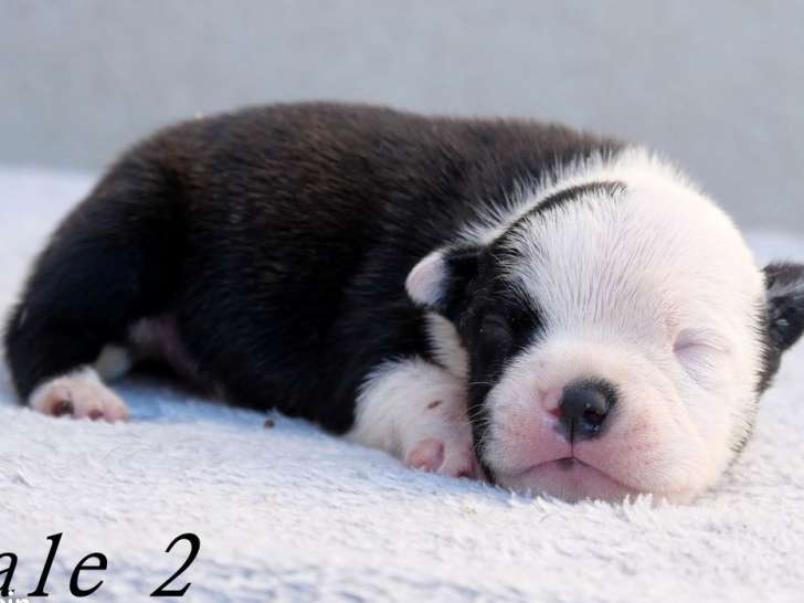 2 chiots mâles Staffordshire Bull Terriers LOF de septembre 2025 à réserver