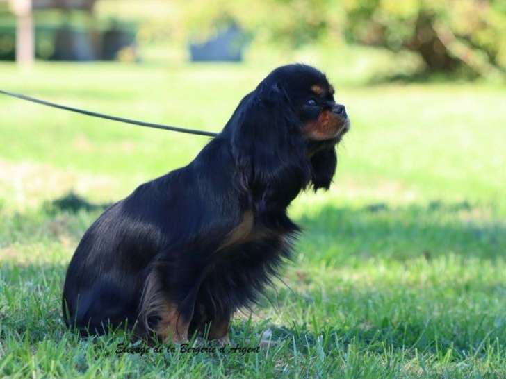 1 chienne Cavalier King Charles noir et feu LOF de 2023 à vendre