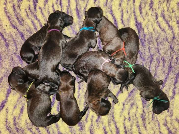 Chiots Bergers Belges Tervuerens LOF à réserver
