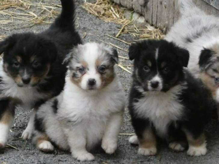 10 chiots Bergers Australiens non-LOFd'août 2025 à réserver