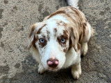 2 chiots Bergers Australiens non-LOF à vendre