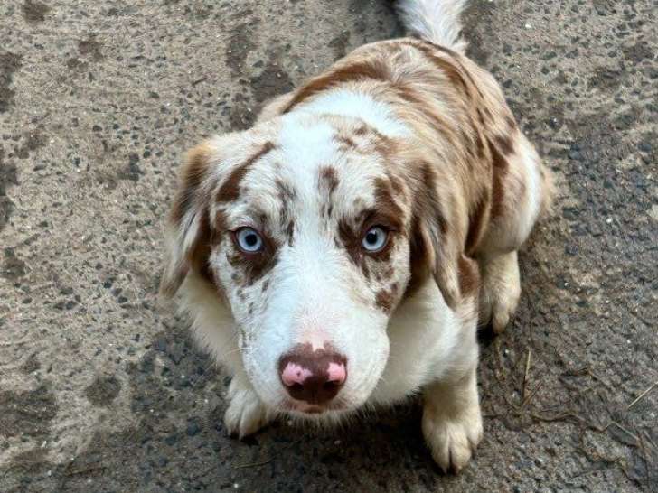 2 chiots Bergers Australiens non-LOF à vendre