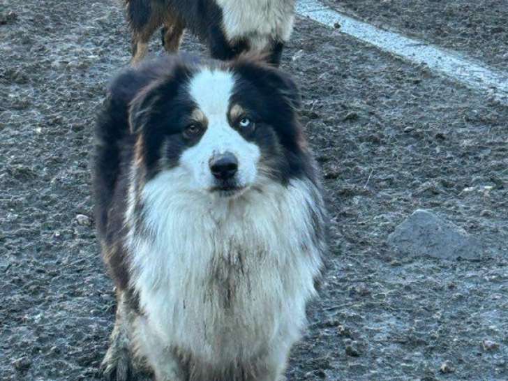 1 chien Berger Australien LOF adulte de 2022 à vendre