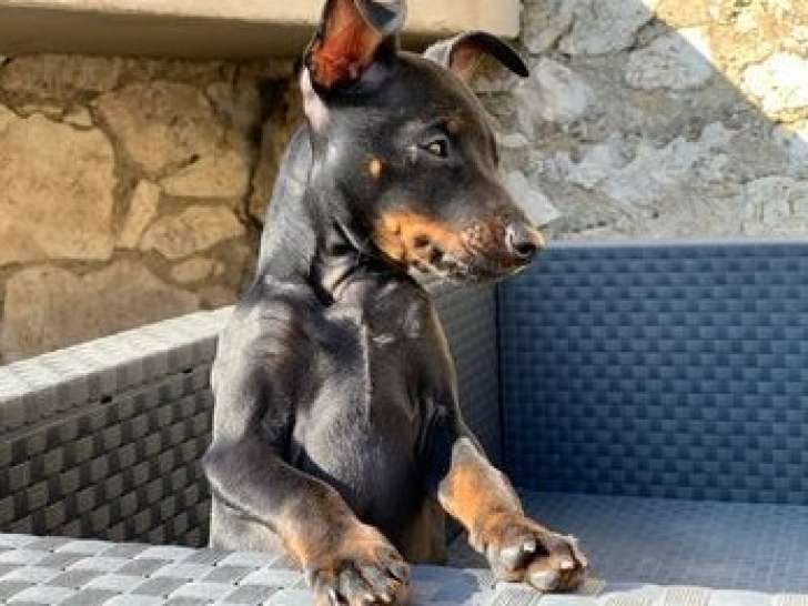 2 chiots Pinscher Nains LOF d'août 2025 à vendre
