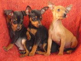 2 chiots Pinscher Nains LOF d'août 2025 à vendre