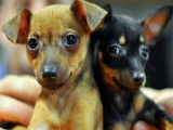 2 chiots Pinscher Nains LOF d'août 2025 à vendre
