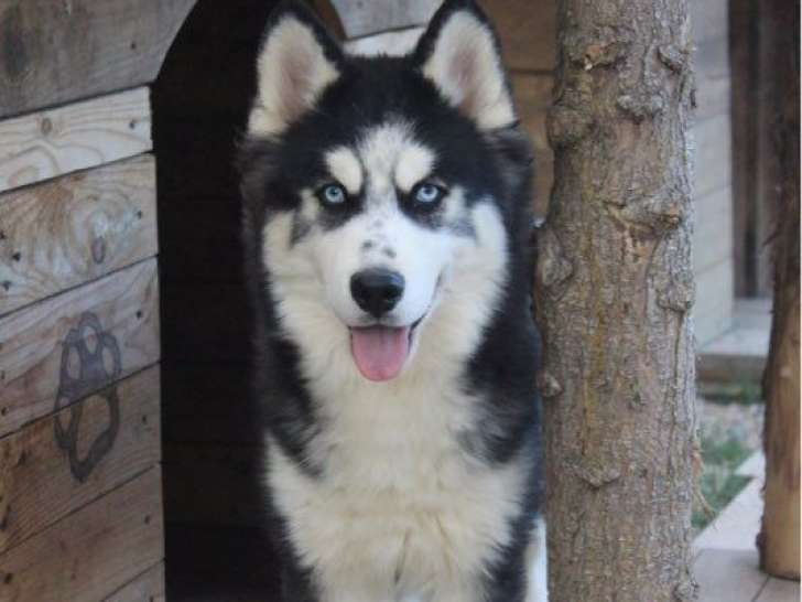 1 chiot mâle Pomsky Standard non-LOF de février 2025 à vendre