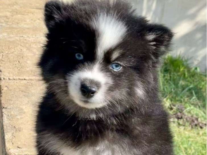 1 chiot mâle Pomsky Toy LOF d'août 2025 à réserver