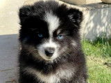 1 chiot mâle Pomsky Toy LOF d'août 2025 à réserver