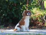 1 chienne Cavalier King Charles Blenheim LOF de 2022 à vendre