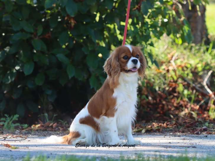 1 chienne Cavalier King Charles Blenheim LOF de 2022 à vendre