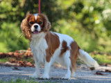 1 chienne Cavalier King Charles Blenheim LOF de 2022 à vendre
