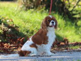 1 chienne Cavalier King Charles Blenheim LOF de 2022 à vendre