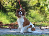 1 chienne Cavalier King Charles Blenheim LOF de 2022 à vendre
