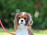 1 chienne Cavalier King Charles Blenheim LOF de 2022 à vendre
