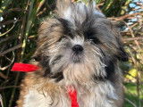 3 chiots Shih Tzu LOF à vendre