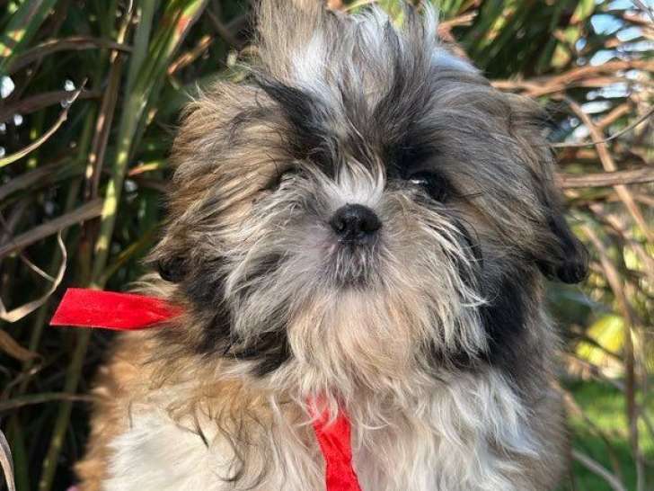 3 chiots Shih Tzu LOF à vendre