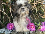 3 chiots Shih Tzu LOF à vendre