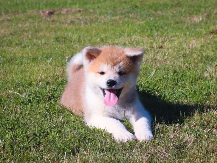 1 chiot femelle Akita Inu LOF rousse d'août 2025 à vendre