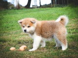 1 chiot femelle Akita Inu LOF rousse d'août 2025 à vendre