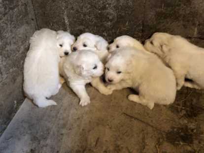 Chiots Patous (Montagne des Pyrénées) à vendre