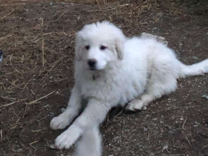 Chiots Patous (Montagne des Pyrénées) à vendre