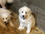 Chiots Patous (Montagne des Pyrénées) à vendre