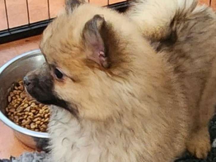 2 chiots mâles Spitz Nains LOF de juillet 2025 à vendre