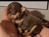 4 chiots Chihuahuas LOF à réserver