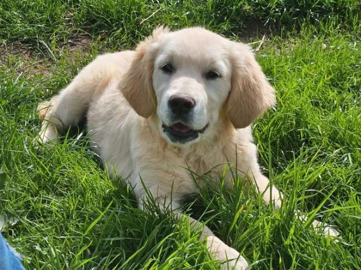 8 chiots Golden Retrievers non LOF à vendre