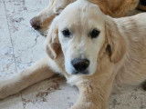 8 chiots Golden Retrievers non LOF à vendre