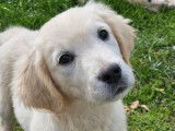 8 chiots Golden Retrievers non LOF à vendre