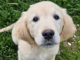 8 chiots Golden Retrievers non LOF à vendre
