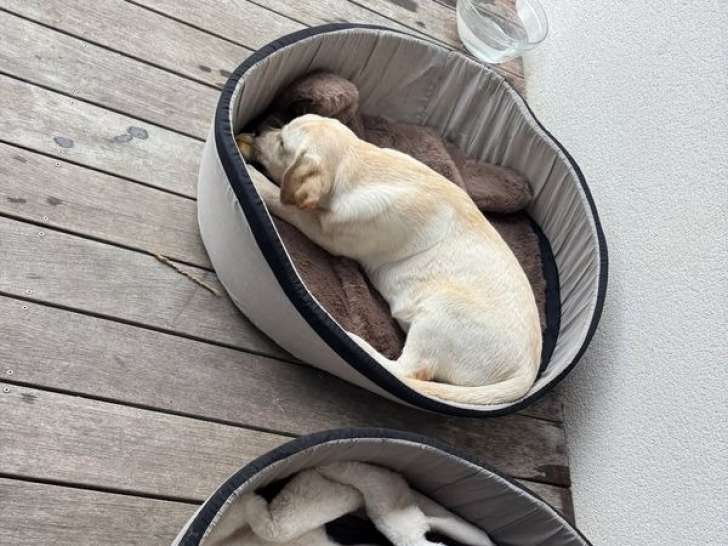 1 chiot mâle Labrador crème non-LOF à vendre