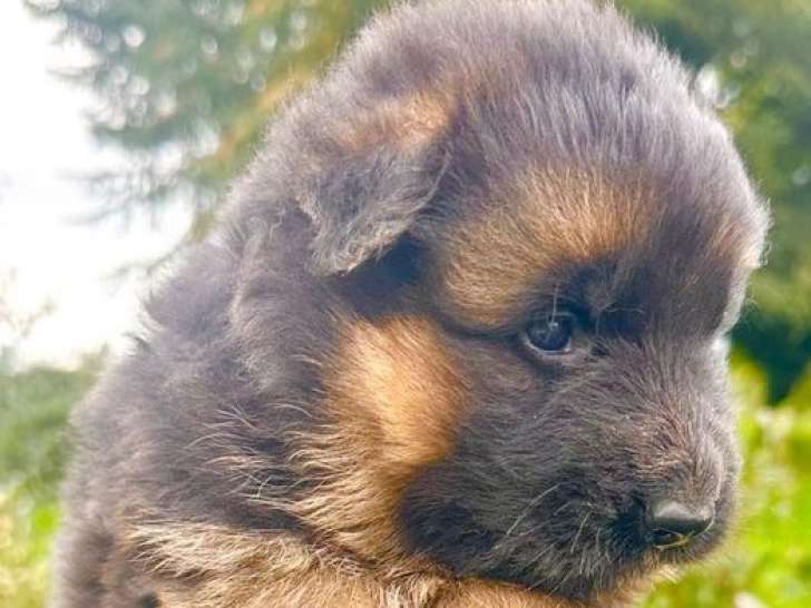 5 chiots Bergers Allemands LOF à poil long de septembre 2025 à réserver