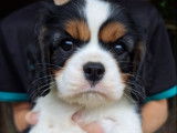 3 chiots mâles Cavaliers King Charles LOF tricolores à réserver pour novembre 2025