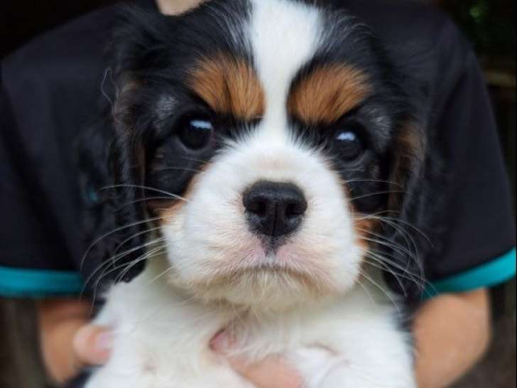 3 chiots mâles Cavaliers King Charles LOF tricolores à réserver pour novembre 2025