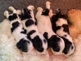 Chiots Cocker Américain à vendre