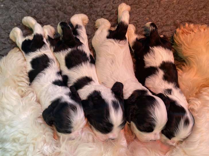 Chiots Cocker Américain à vendre