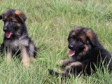 4 chiots Bergers Allemands LOF de septembre 2025 à réserver