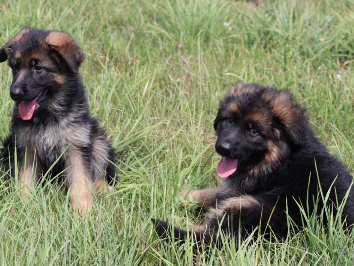 4 chiots Bergers Allemands LOF de septembre 2025 à réserver