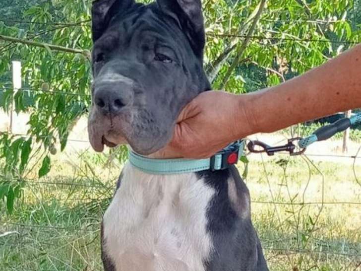 1 chiot mâle Dogue Allemand LOF à vendre