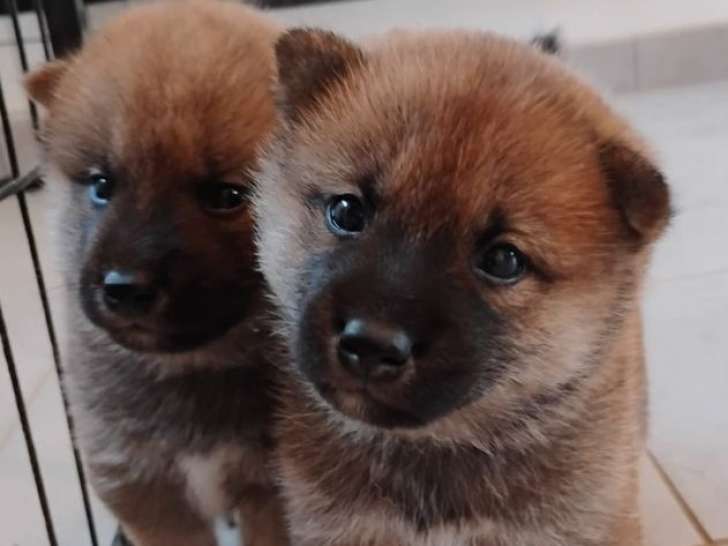 2 chiots Shiba Inus LOF de septembre 2025 à réserver