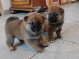 2 chiots Shiba Inus LOF de septembre 2025 à réserver