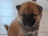 2 chiots Shiba Inus LOF de septembre 2025 à réserver