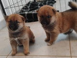 2 chiots Shiba Inus LOF de septembre 2025 à réserver