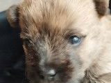Chiots Cairn Terrier à vendre