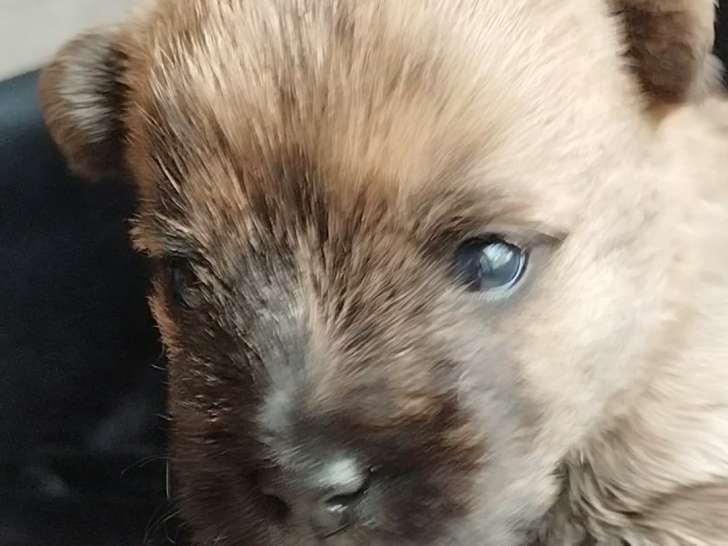 Chiots Cairn Terrier à vendre